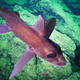 A chimaera, also known as a ghost shark